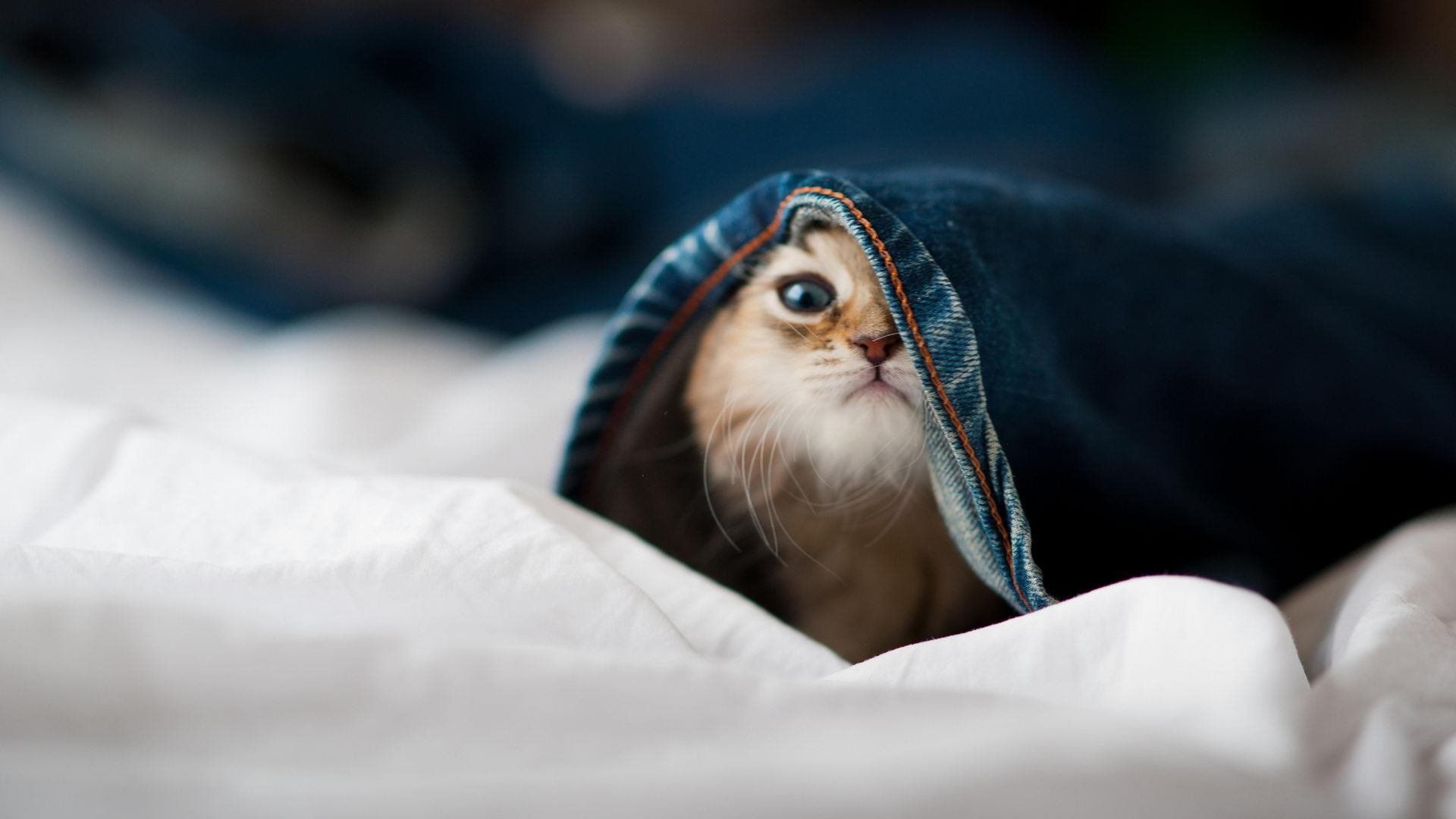 切尔西女足赛季最佳球员评选，切尔西女足主帅