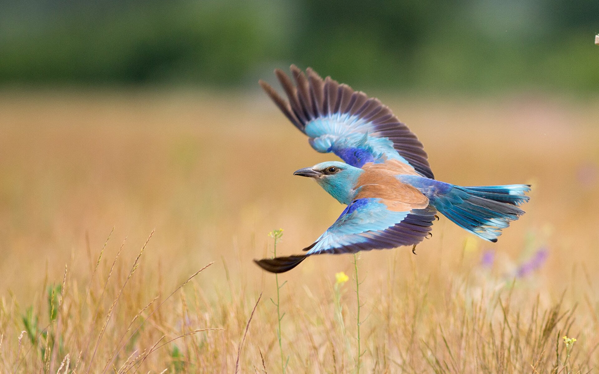 官方马术联合队医组建备战奥运，马术国家队